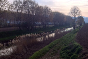 alberi fucino