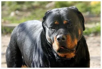 Roma morto sbranato da rottweiler mentre fa jogging jpg