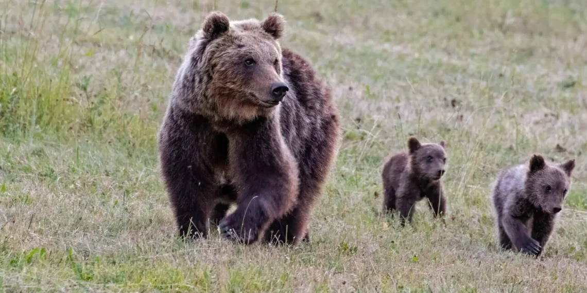 orso wwf