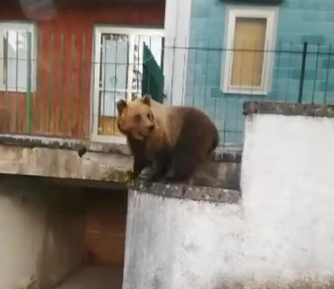 ORSA A ROCCARASO INSEGUITA IN AUTO