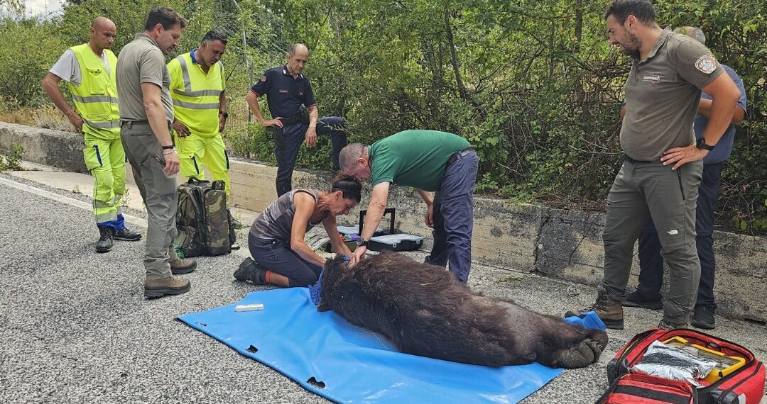 orso morto a canistro