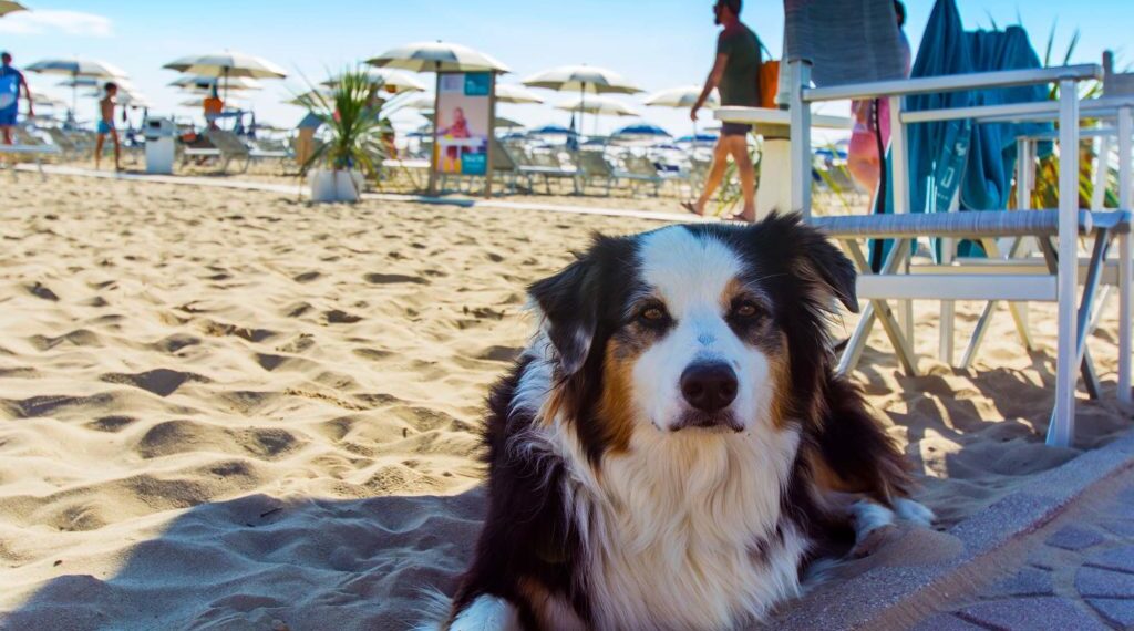 spiagge per cani